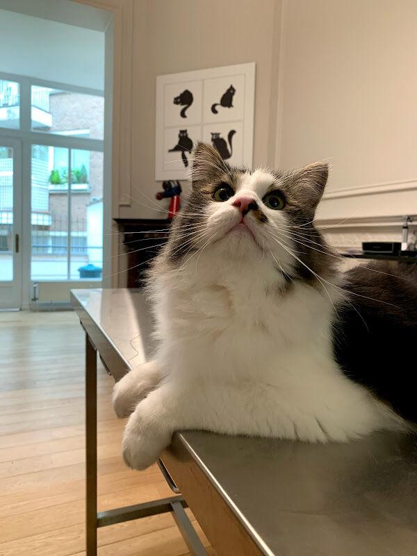 Foto van Cabinet Vétérinaire pour Chats