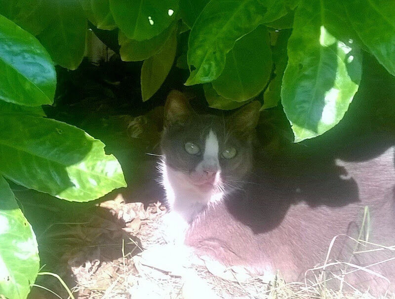 Foto van Dierenartsen Ons Huisdier