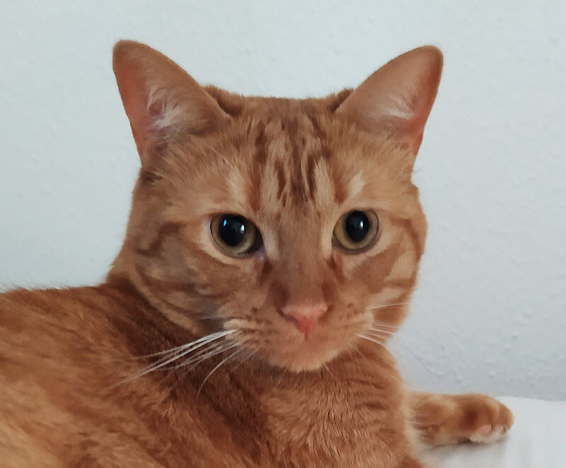 Foto van Animal Care