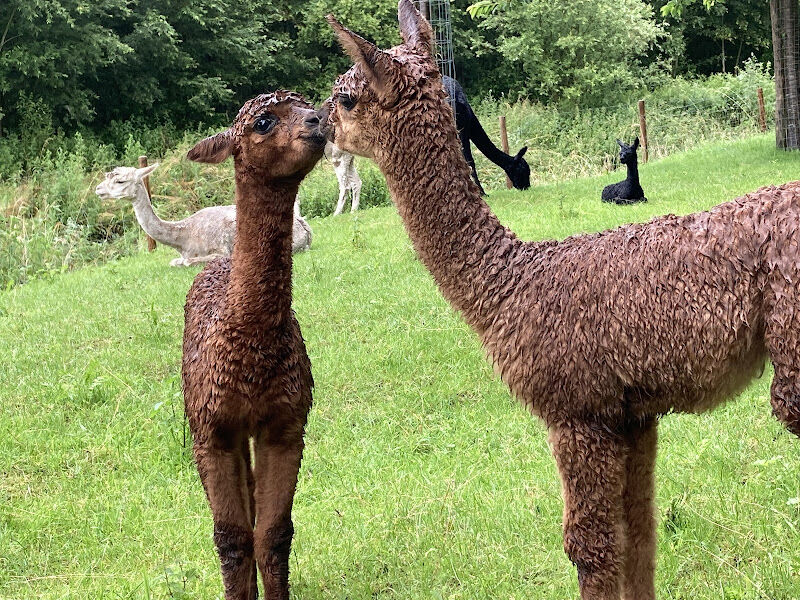 Foto van Alpaca DR Belgium
