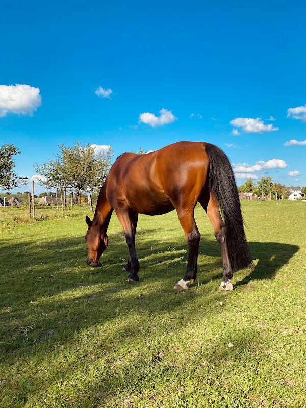 Foto van Horses Sport Club
