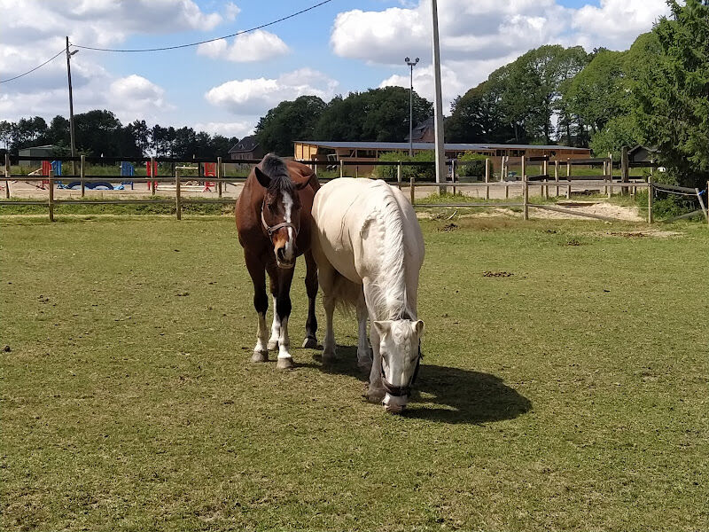 Foto van Merry Horse
