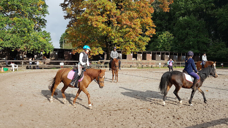 Foto van De Heidepony's
