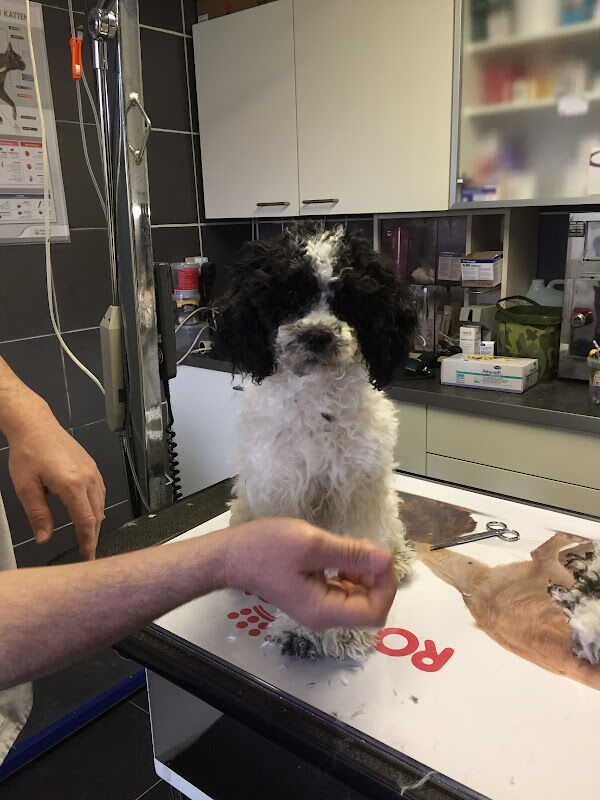 Foto van BOUCKAERT JIMMY GELDHOF FABIENNE dierenarts gezelschapsdieren
