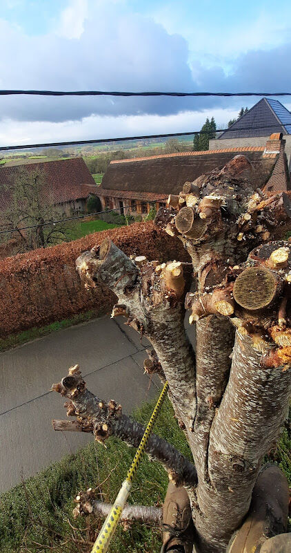 Foto van De Waegenaere Boomverzorging