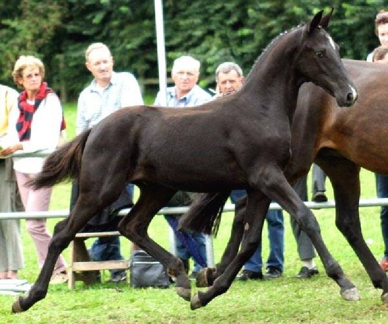 Foto van Stoeterij Gestelhof