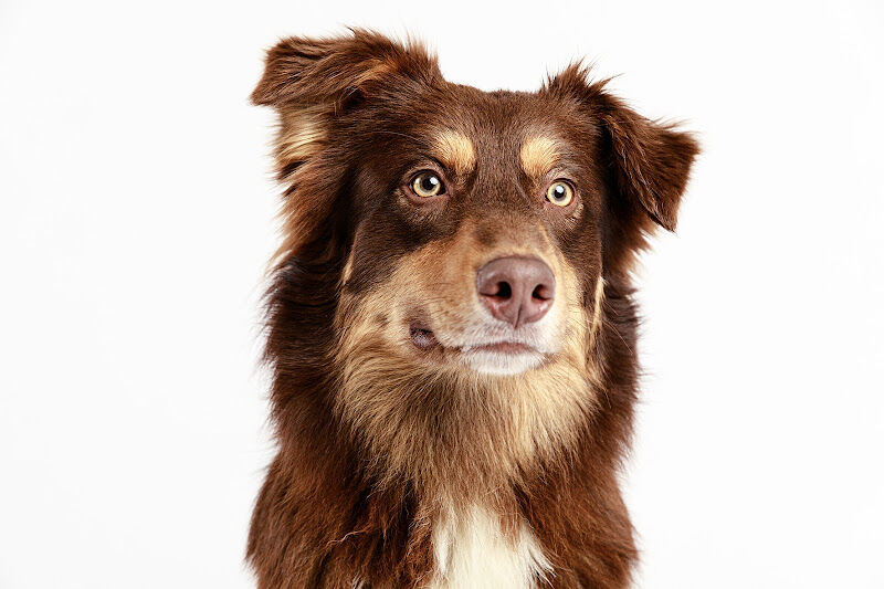 Foto van Tails bv