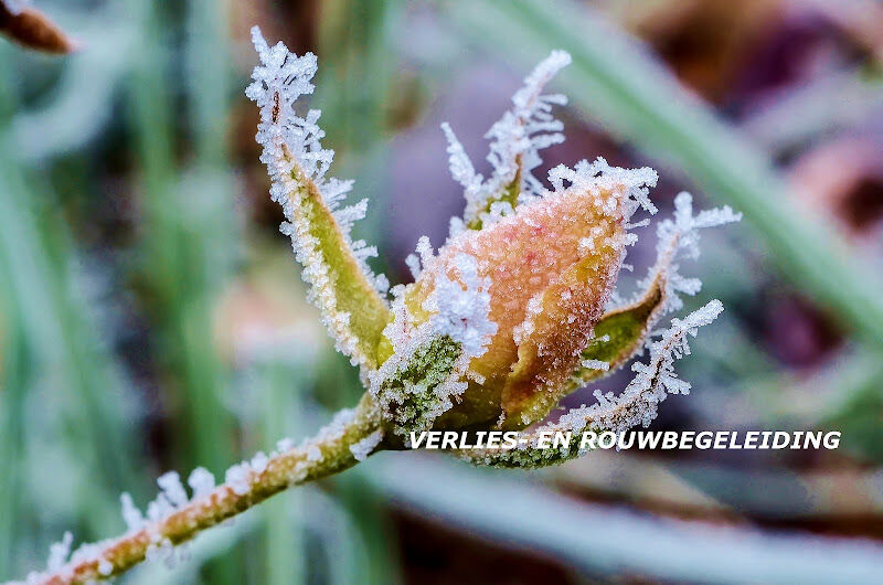 Foto van RoseRiver