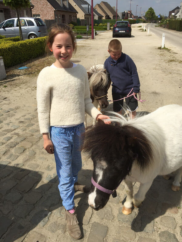 Foto van Favory's ponyparadijs