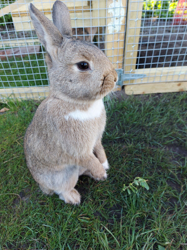 Foto van Dierenarts Lantmeeters Bart