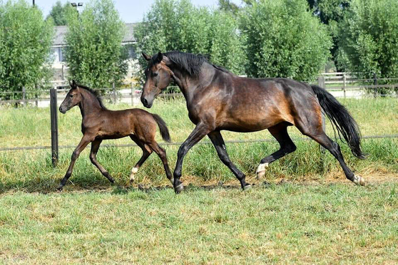 Foto van Ecuries de Brevam