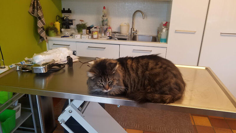 Foto van Dierenarts Louis Dirk