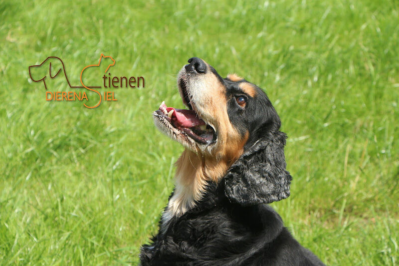 Foto van Dierenasiel Tienen