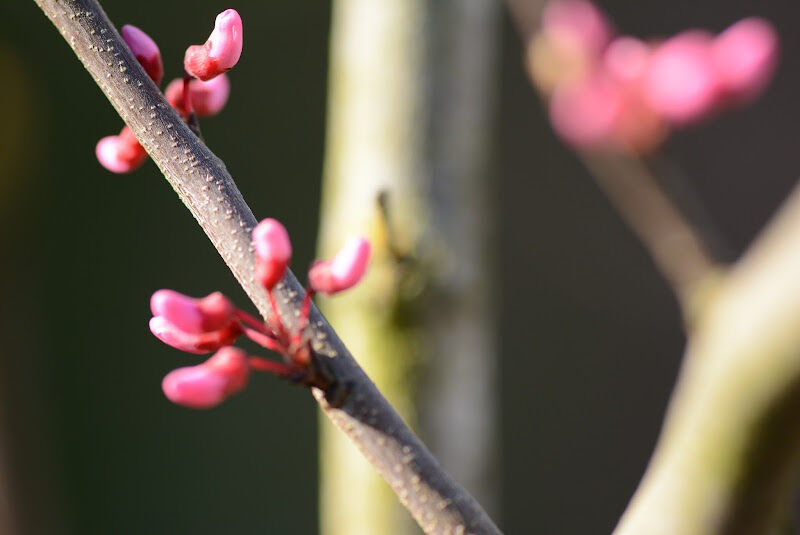 Foto van Karin Michielsen Tuin- & Landschapsarchitecte