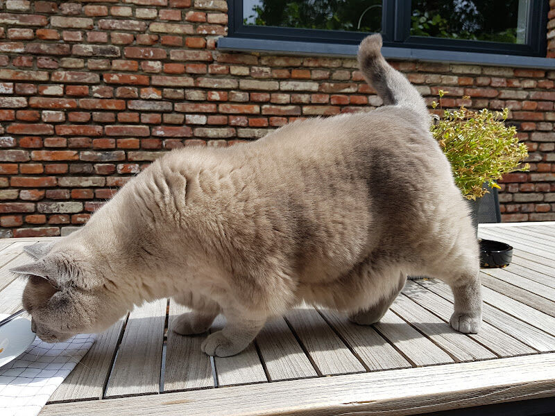 Foto van De Dommel Dierenartsenpraktijk