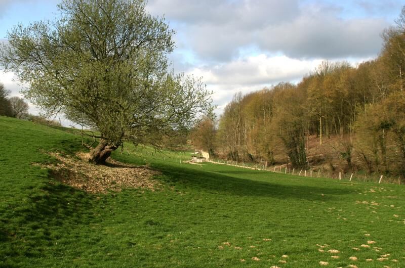 Foto van Koeheide Bertem