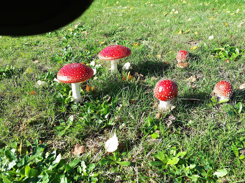 Foto van De Speelboom