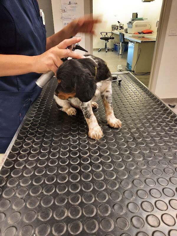 Foto van Dierenartsenpraktijk / Cabinet vétérinaire VétéCOM
