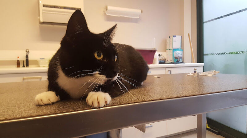 Foto van Dierenkliniek Koningveld