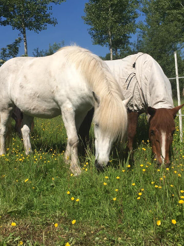 Foto van VZW Bornemse IJslanderclub