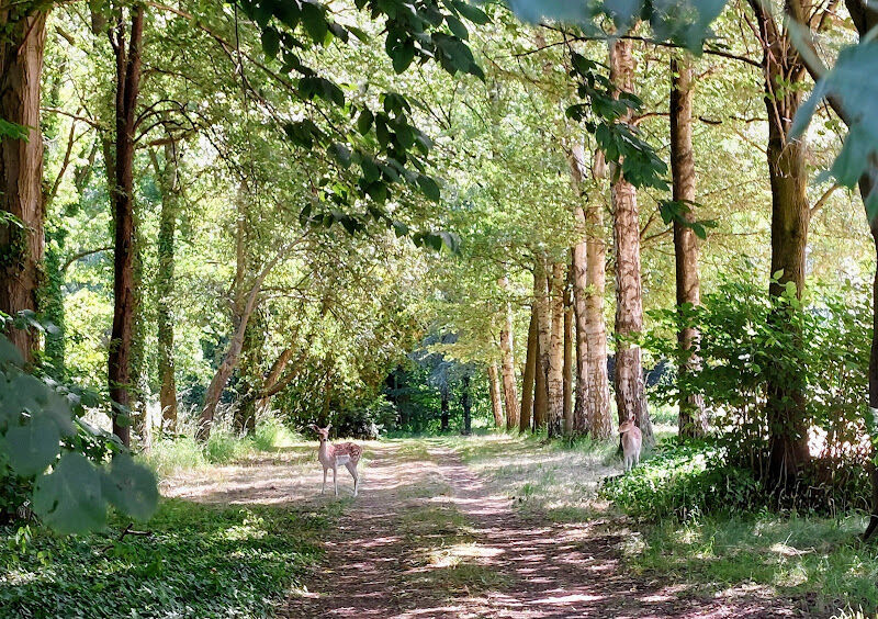 Foto van Herselt