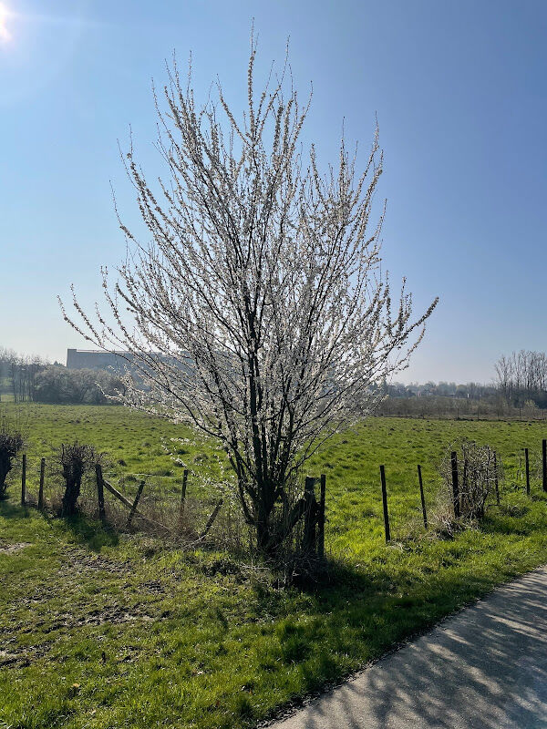 Foto van Speelweide Fruitvallei