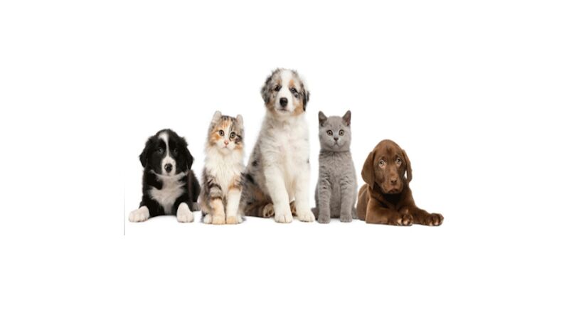 Foto van Dierenartsenpraktijk Petruszka