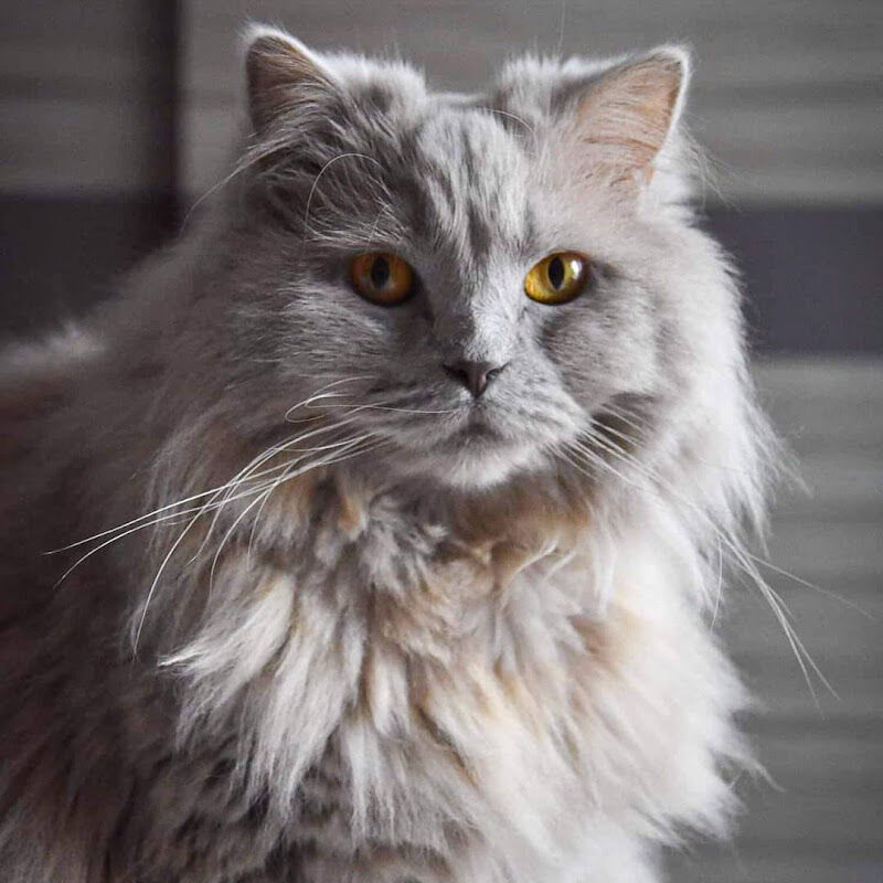 Foto van Dauchy Freddy