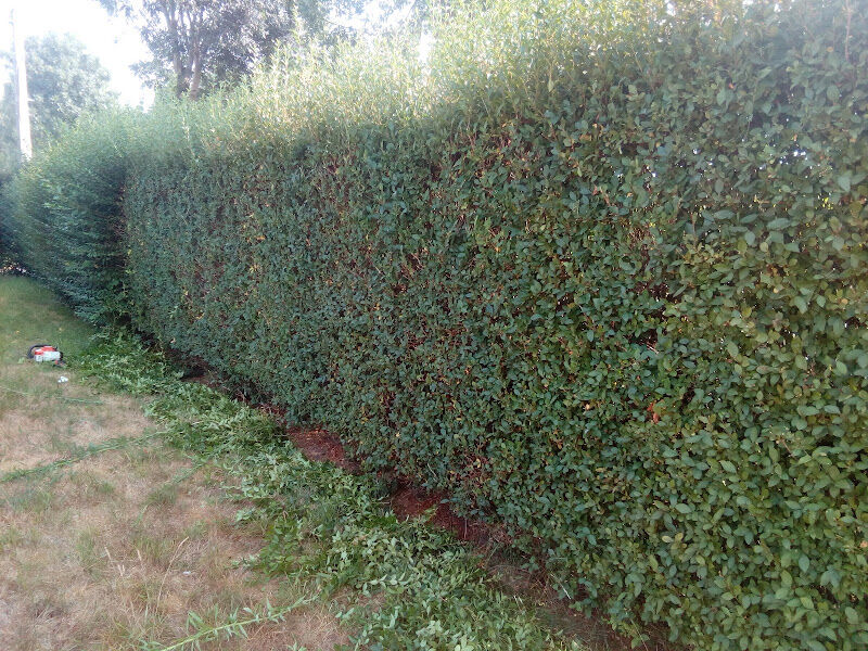 Foto van Vanderstraeten tuinonderhoud