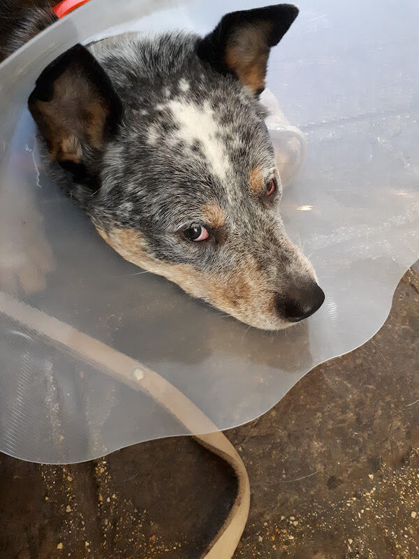 Foto van Veterinary Clinic Lille St Maurice