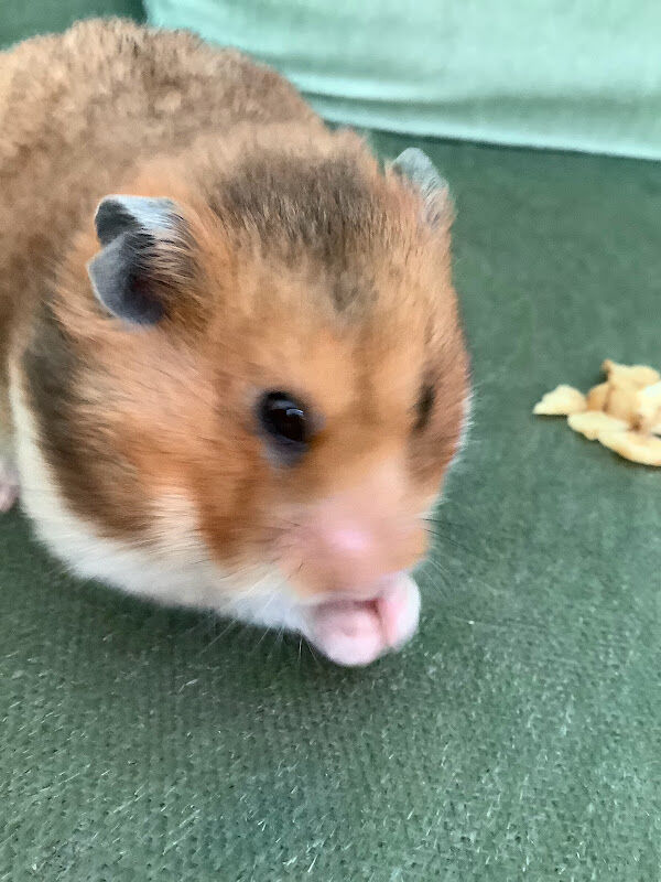 Foto van Dierenarts Dr Sofie Breugelmans