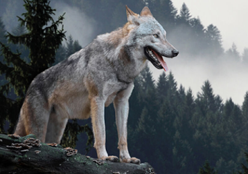 Foto van Web Wolves