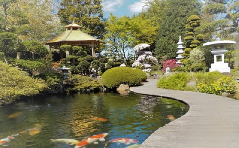 Foto van Zen Koi
