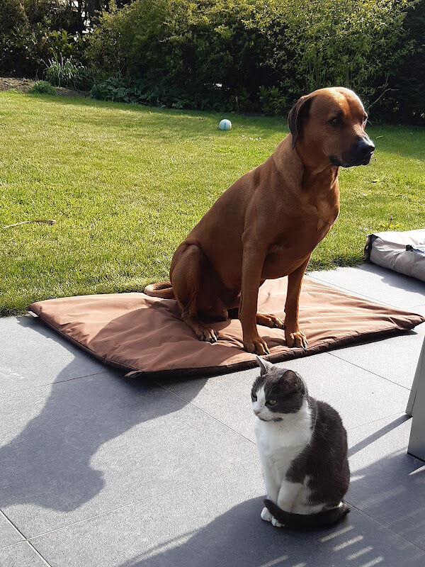 Foto van De Bascule DierenartsenPraktijk