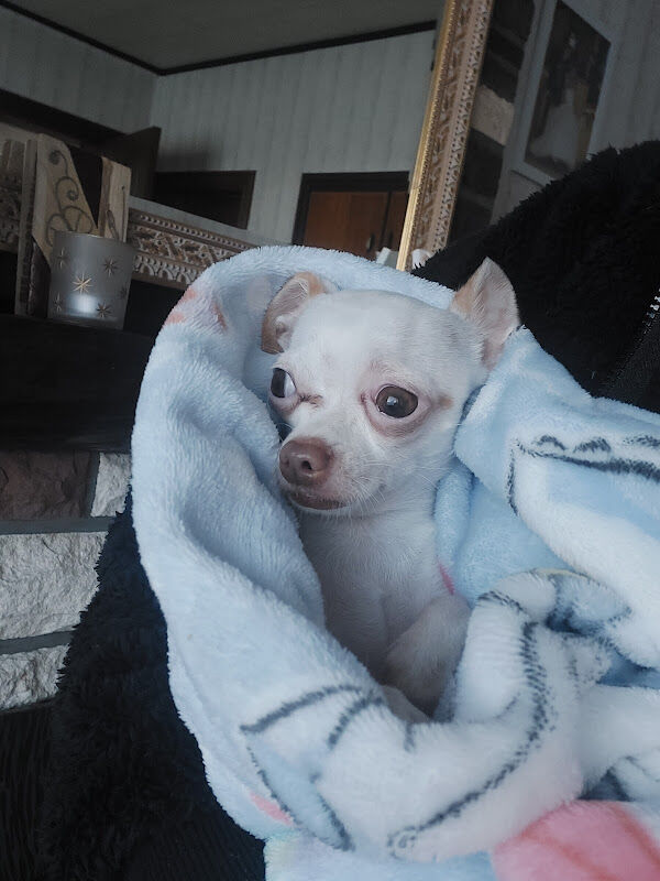 Foto van Dierenarts Dermatoloog