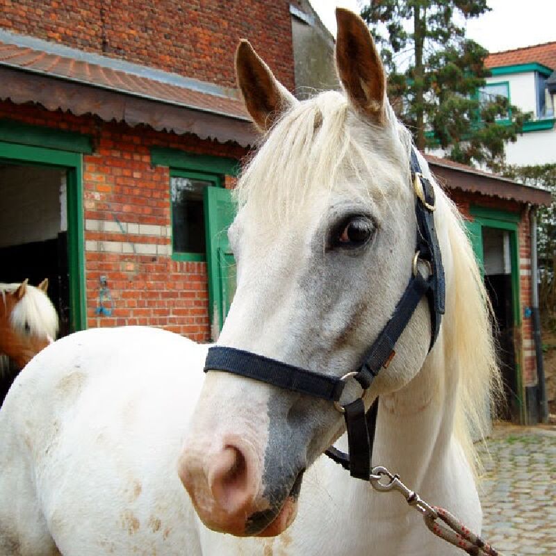 Foto van Le Manège Du Possible