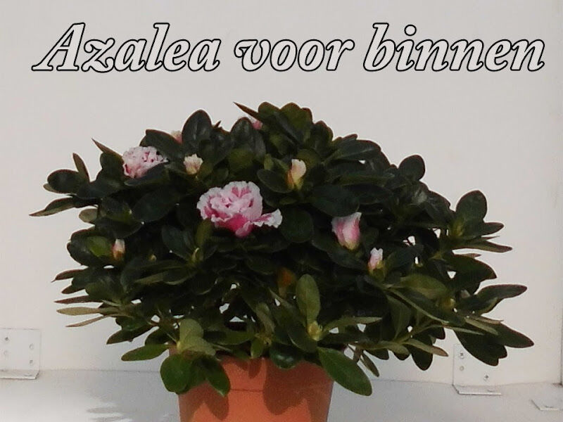 Foto van Bloemenkabouter