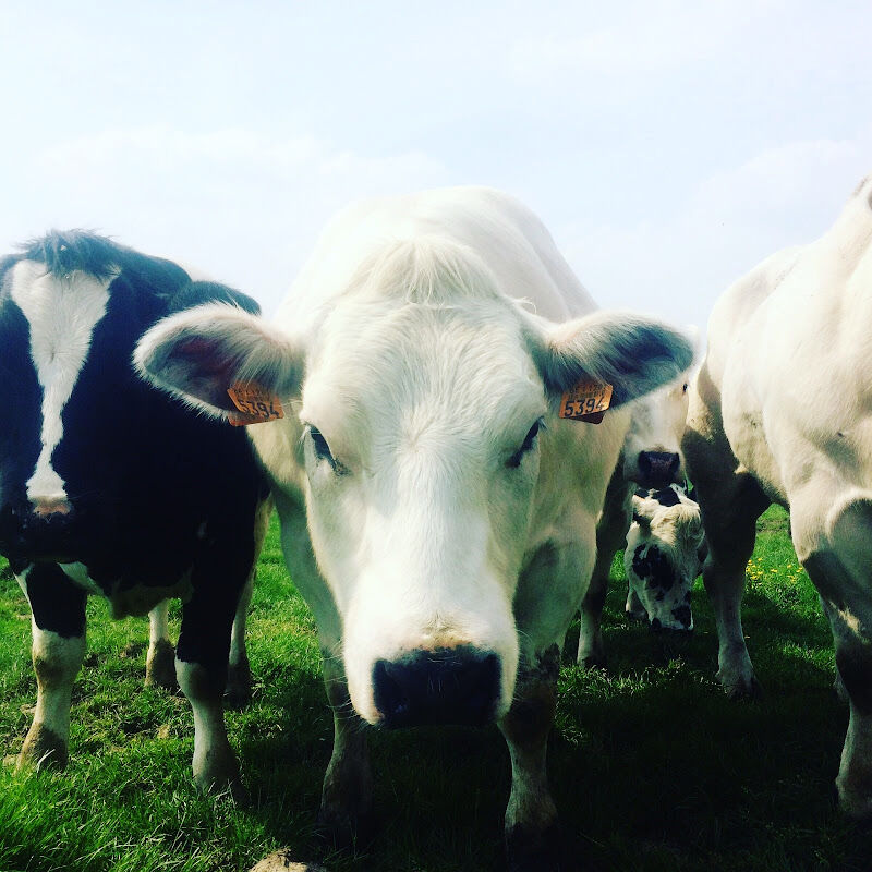 Foto van Dierenartsenpraktijk Sander Moerman