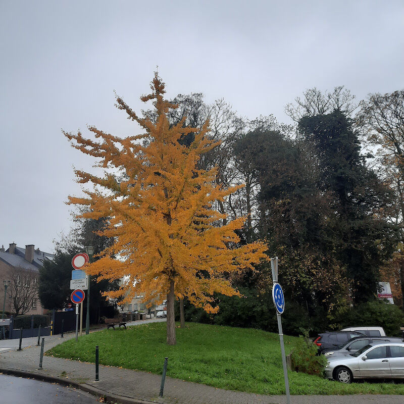 Foto van Sint Martinus