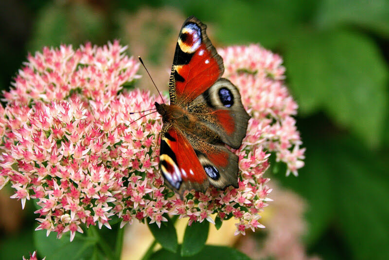 Foto van Vlinders