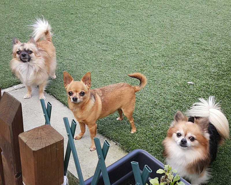 Foto van AniCura Dierenkliniek De Molenhoek