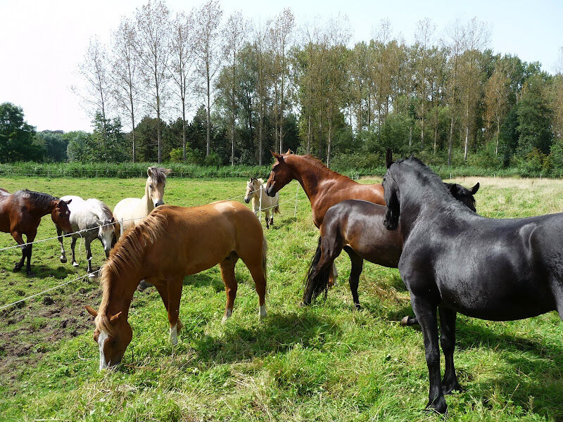 Foto van Horse Passion
