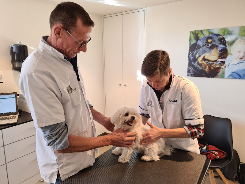 Foto van Dierenarts Debyser osteopaat en acupunctuur praktijk voor honden en katten