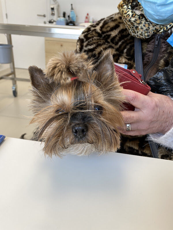 Foto van Vets for Pets Nieuwpoort - Uw dierenarts in Nieuwpoort