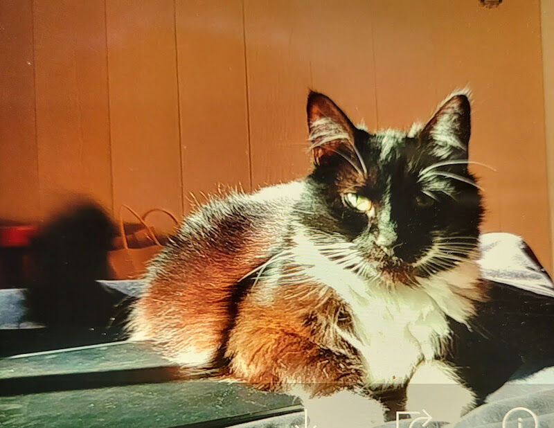 Foto van Lost Dog and Lost Cat PetAmberAlert