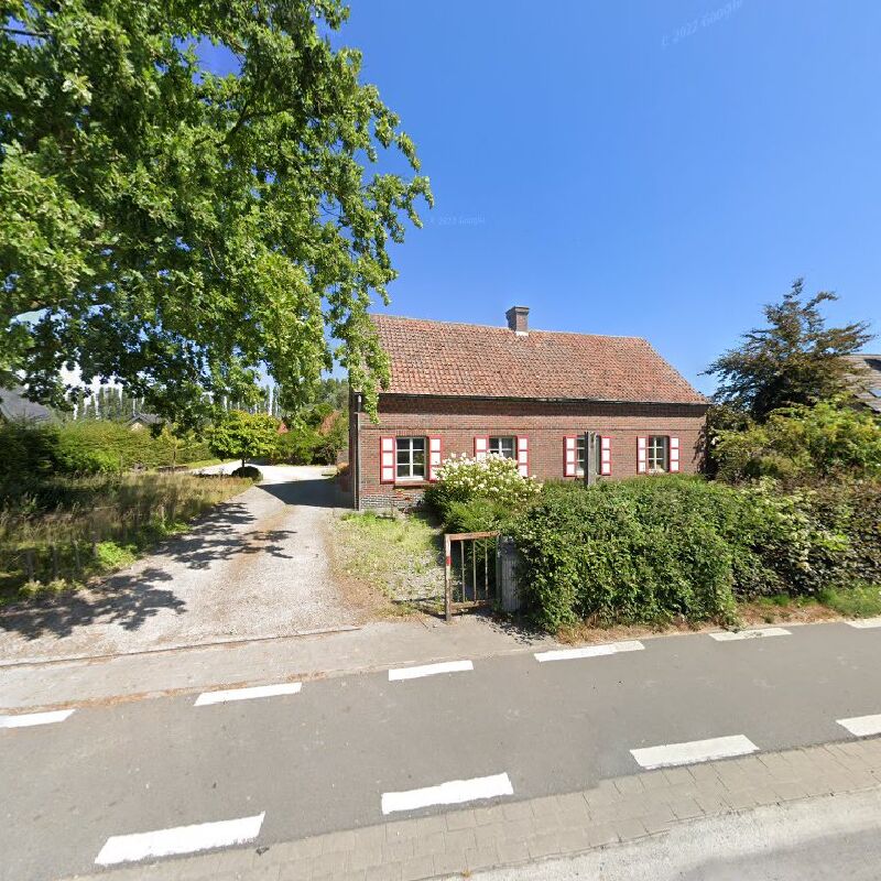 Foto van Rode Wilg